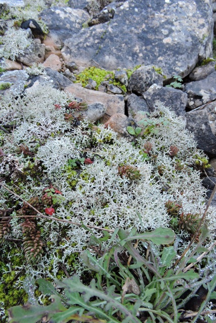 Lichen along the path edge